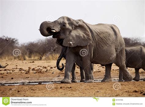 African Elephants Loxodon Africana Drinking Water At Waterhole Stock