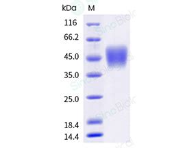 Recombinant Human Cd A Fcgr A Fc Gamma Riiia Protein H H