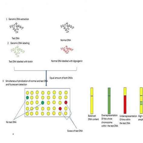 Spectral Karyotyping Source Theriogenology And Cytogenetic Laboratory
