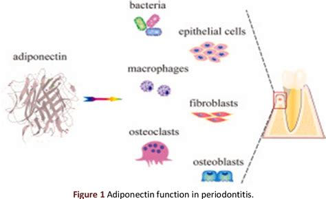 Figure From Depicting The Levels Of Resistin And Adiponectin In Gcf