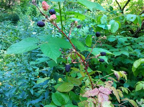 40 Most Common Edible Wild Plants In North Americapreparedness Advice