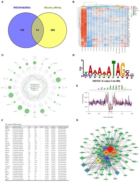 Frontiers Integration Of Rna Seq And Atac Seq Identifies Muscle