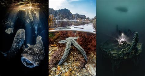 The Beautiful Images That Won Ocean Photographer Of The Year 2024