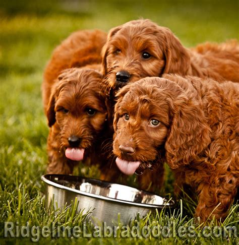 Stryker Photos Ridgeline Labradoodles Red Medium Australian