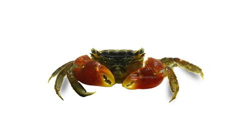 Red Claw Crab - Quality Marine