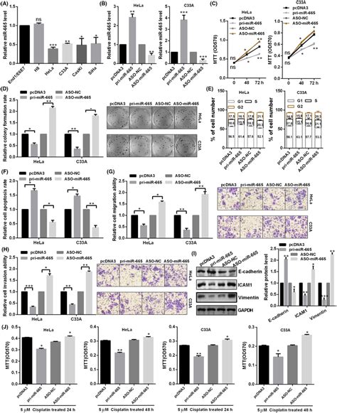 Microrna‐665 Mir‐665 Functioned As A Suppressor Gene In Cervical