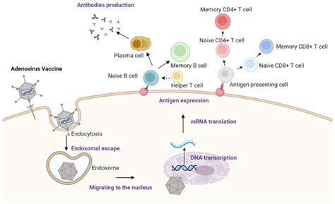 Oral Vaccines: A Better Future of Immunization