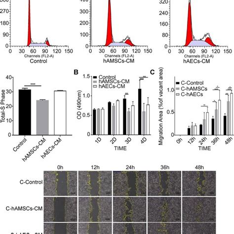 Characterization Of Hamscs Human Amniotic Mesenchymal Stem Cells And