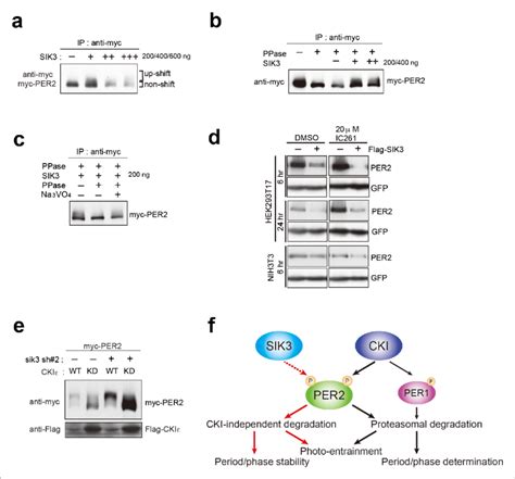 Csnk Independent Phosphorylation And Destabilization Of Per By Sik