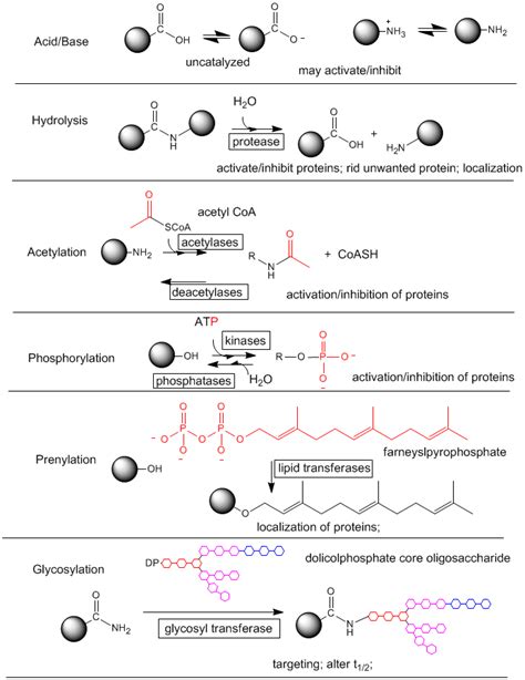 Post-Translations Modifications of Amino Acids