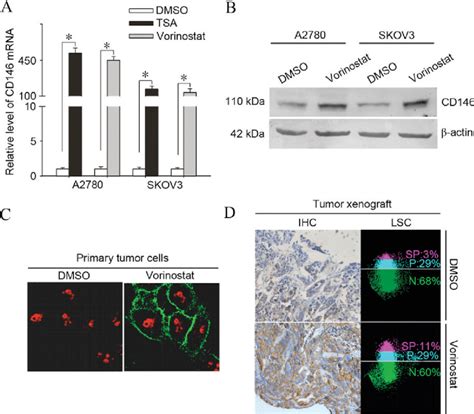 Induction Of The Adhesion Molecule CD146 Is A Common Phenomenon In