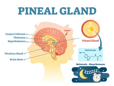 The Pineal Gland Circadian Rhythm And The Third Eye • Eupterra