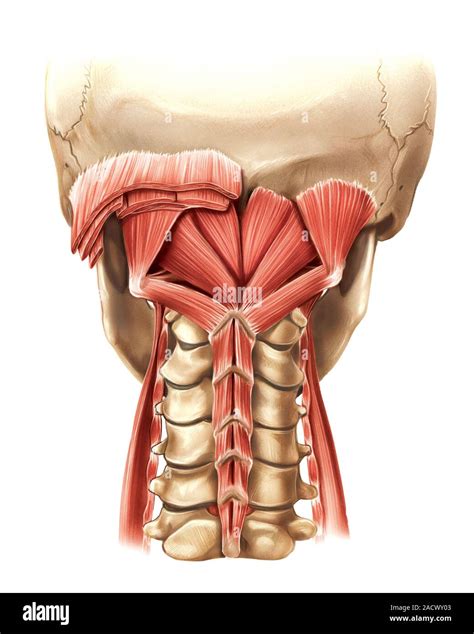 Illustration Of The Muscles Of The Neck And Nape Muscles This