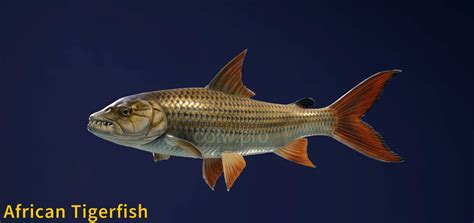 African Tigerfish Fish Species COTW The Angler Wiki