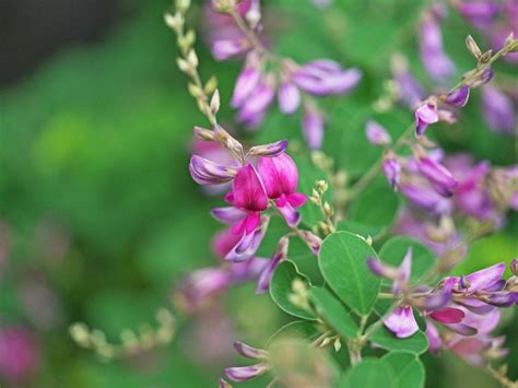 Common Lespedeza Weed Control Removing Lespedeza From Lawns Gardening Know How