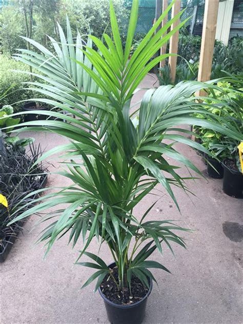 Kentia Palm 1 Plant 3 Feet Tall Ship In 3 Gal Pot Etsy In 2020 Indoor Palm Trees Kentia