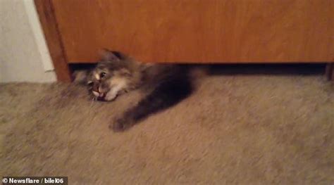 Cat Squeezes Its Way Through An Incredibly Narrow Gap Under A Door