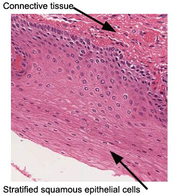 Epithelial Tissue Under Microscope