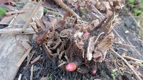 🏡 How To Identify Japanese Knotweed Early In The Season