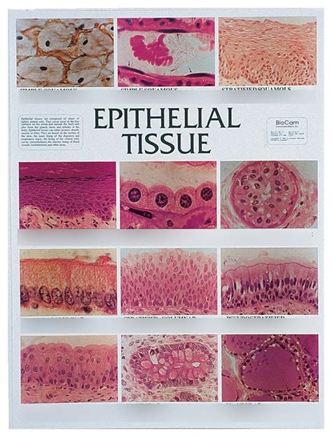 Tissues Anatomy Practice Quizzes