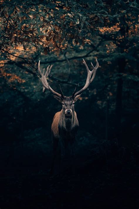 Deer Nature Wallpapers Top Free Deer Nature Backgrounds Wallpaperaccess