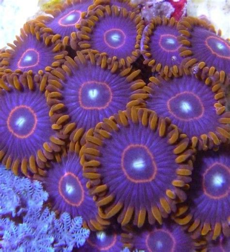 Red Hornet Zoanthid Coral Ecoreefcorals Tropical Freshwater Fish