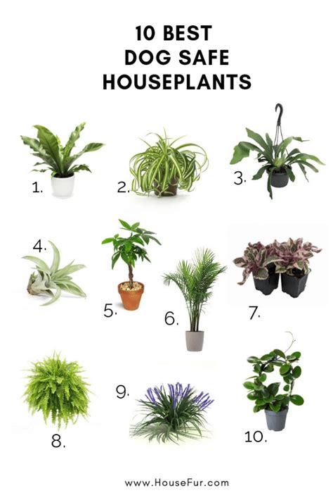 10 Houseplants That Are Safe For Dogs House Fur Safe House Plants