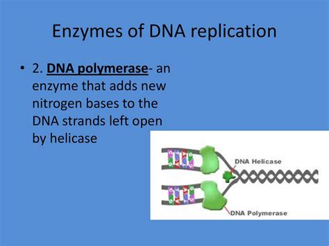 Why Does Dna Have To Replicate Ppt Download