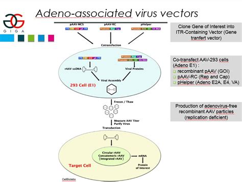 About The Virus Vectors