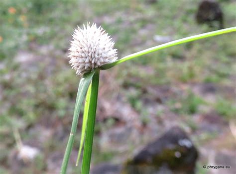 Cyperus Mindorensis Steud Huygh 2014 Cypéracées Cyperaceae Juss