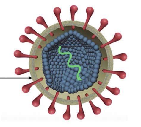 Viral Structure And Replication Flashcards Quizlet