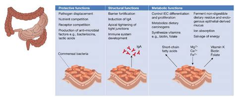 The good, bad and the ugly of your gut bacteria...