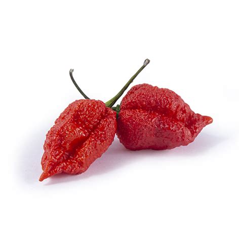 Carolina Reaper Bud Holland