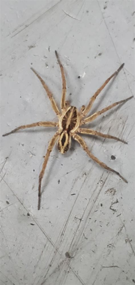 Spider Identify Rmississippi