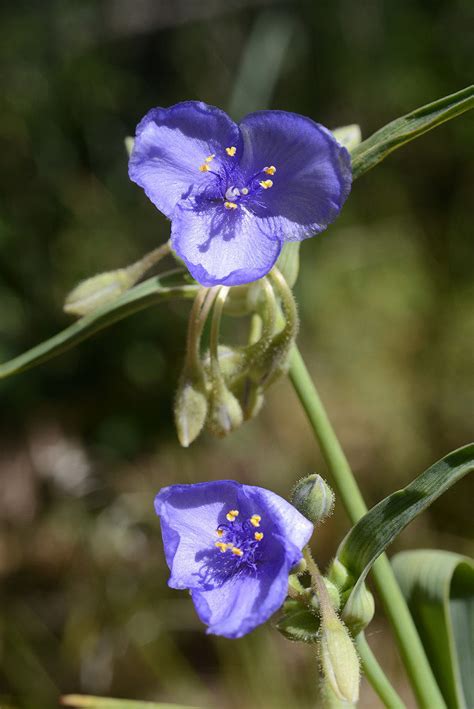 Tradescantia Occidentalis Britton Smyth Plants Of The World Online