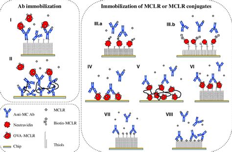 Assay Formats I Covalent Immobilization Of The Antibody Via