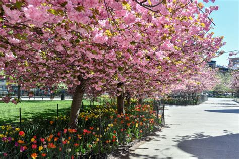 Marcus Garvey Park Nyc Parks