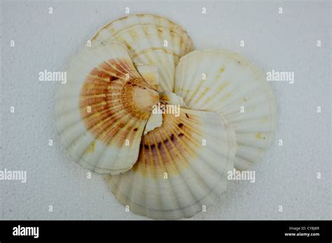 Scallop Shell In A Circle Stock Photo Alamy