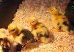 27 Things That Are Safe for Baby Ducks to Eat • New Life On A Homestead