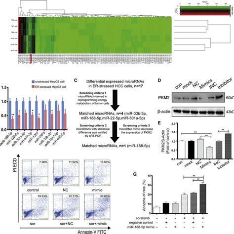 Activation Of Er Stress Regulates The Expression Of Pkm Through