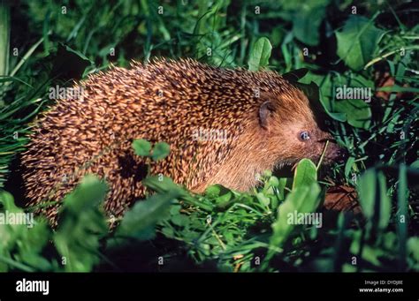 Bavaria, Germany, Europe, Upper Bavaria, animals, animal, fauna ...