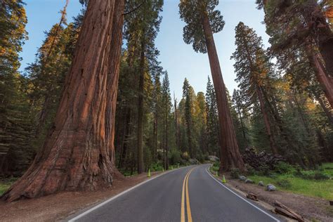 Parque Nacional Da Sequoia Savaedu