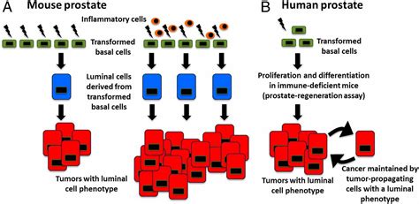 Inflammation Promotes Prostate Differentiation PNAS