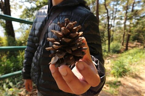 Premium Photo Close Up Of Hand Holding Pine Cone