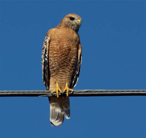 Red-shouldered Hawk | San Diego Bird Spot