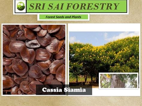 Cassia Siamea Tree Exporter,Cassia Siamea Tree Supplier from Bangalore ...