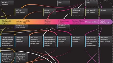 This Graphic Maps The Whole Spectrum Of Sex And Its Way More