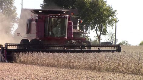 Case Ih 2588 Axial Flow Combine Harvesting Soybeans Youtube