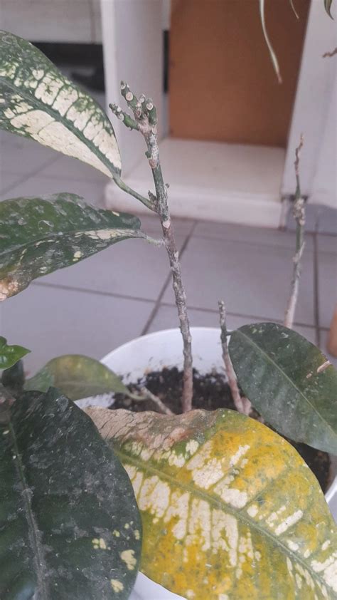 How To Treat Brown Blotch Disease On Garden Croton