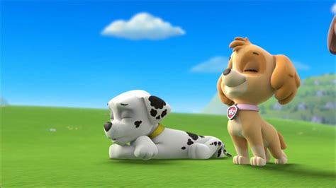 Marshall Skye Gallery Paw Patrol Relation Ship Wiki Fandom Atelier